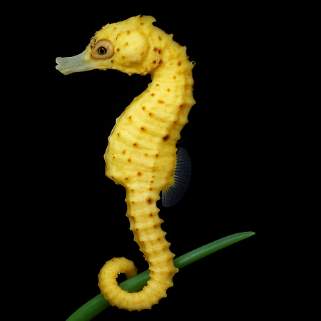 Hippocampus kuda (Yellow) - Tank Bred