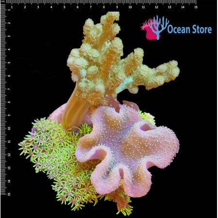 Coral garden Soft WYSIWYG