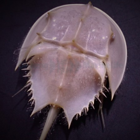 Limulus polyphemus (Horseshoe crab)