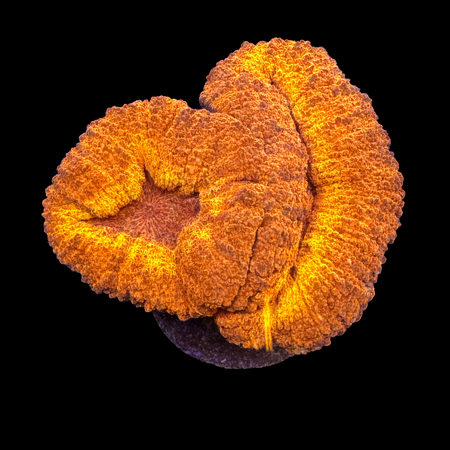 Lobophyllia Iron man S (Ong. 4-5 cm) WYSIWYG (1783883635012)