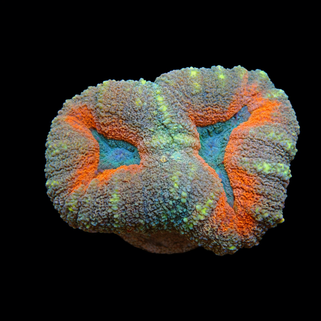 Lobophyllia Multicolor M (Ong. 6-7 cm) WYSIWYG (1775972731639)