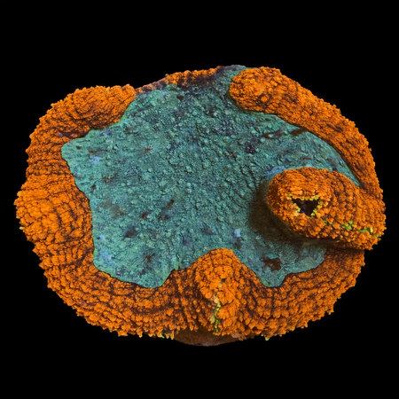 Lobophyllia Ultra WYSIWYG (1770982488212)