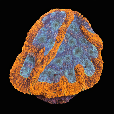 Lobophyllia Ultra WYSIWYG (1770982489883)