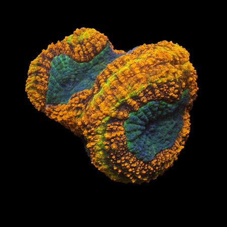 Lobophyllia Ultra XL (Ong. 10-12 cm) WYSIWYG (1772912853860)