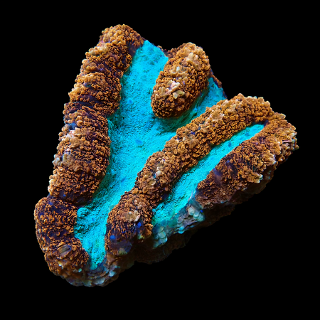 Lobophyllia Ultra XL (Ong. 10-12 cm) WYSIWYG (1773253203565)