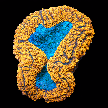 Lobophyllia WYSIWYG (1769204382369)