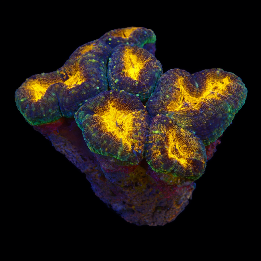 Lobophyllia XL (Ong. 10-12 cm) WYSIWYG (1779736591646)