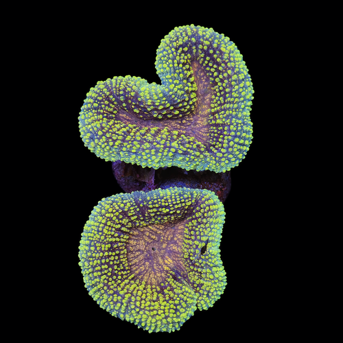 Lobophyllia XL (Ong. 10-12 cm) WYSIWYG (1790874396920)
