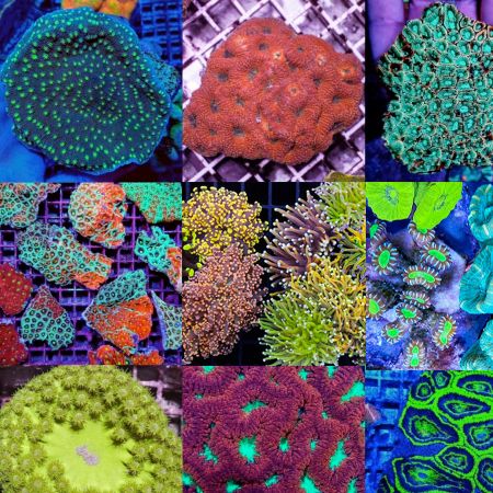 LPS koralen Mix Pack (10 zachte koralen)