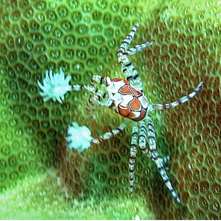 Lybia Tessellata (Pom Pom krab) afbeelding