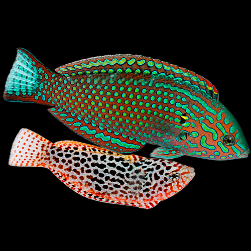 Macropharyngodon meleagris (man) (Blackspotted wrasse)