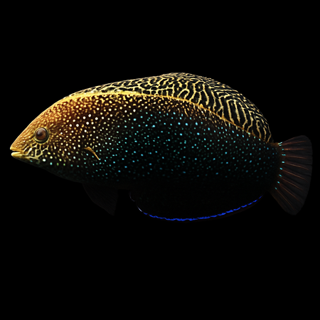 Macropharyngodon negrosensis (Yellowspotted wrasse)