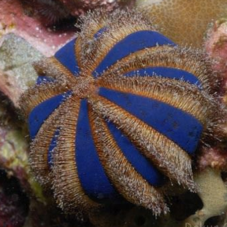 Mespilia globulus (Globular sea urchin)
