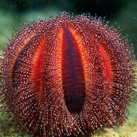 Mespilia globulus Red (Globular sea urchin Red)