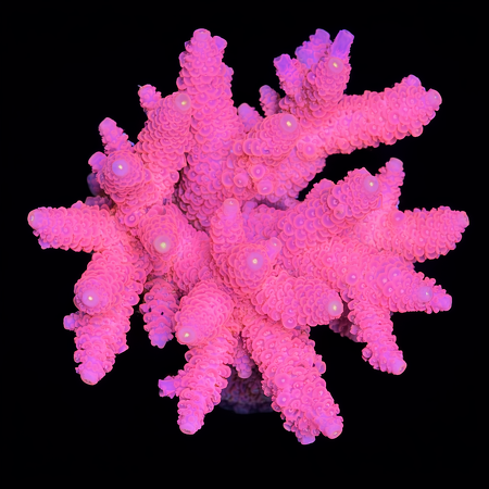 Millepora Pink L (Ong. 8-9 cm) WYSIWYG (1773439119514)