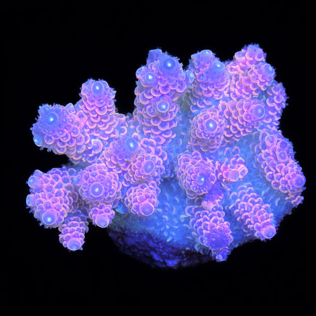 Millepora Pink / Purple Ultra WYSIWYG (1770929086947)