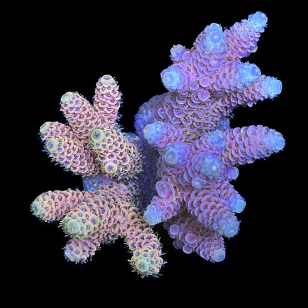 Millepora Ultra Twee Kleuren WYSIWYG (1770929179078)