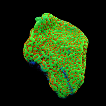 Montipora Chili Pepper S (Ong. 4-5 cm) WYSIWYG (1776006302446)