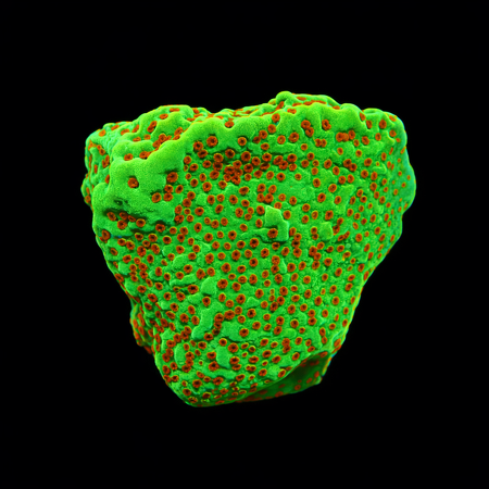 Montipora Chili Pepper S (Ong. 4-5 cm) WYSIWYG (1776006305260)
