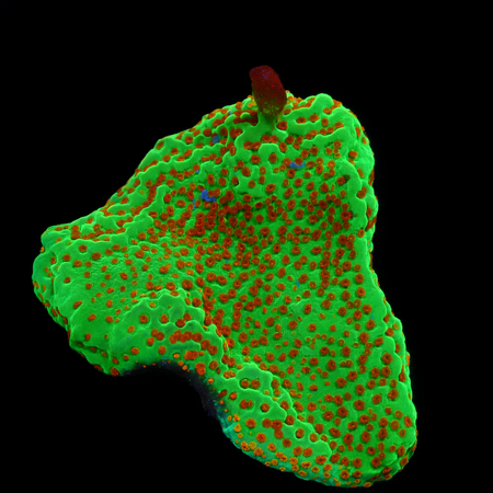 Montipora Chili Pepper S (Ong. 4-5 cm) WYSIWYG (1776006307594)