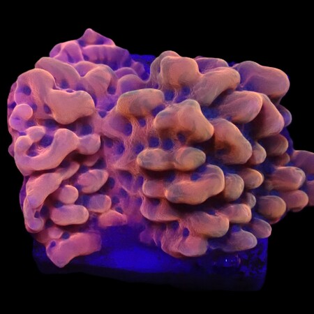 Montipora danae (JF Altered Ego)