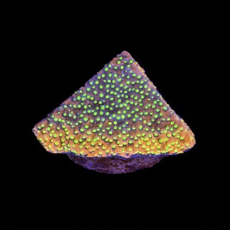 Montipora Gold Rush Frag (Ong. 2-3 cm) WYSIWYG (1773438902789)