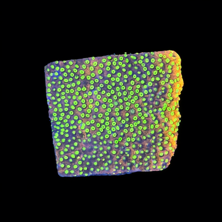 Montipora Gold Rush Frag (Ong. 2-3 cm) WYSIWYG (1773438904372)