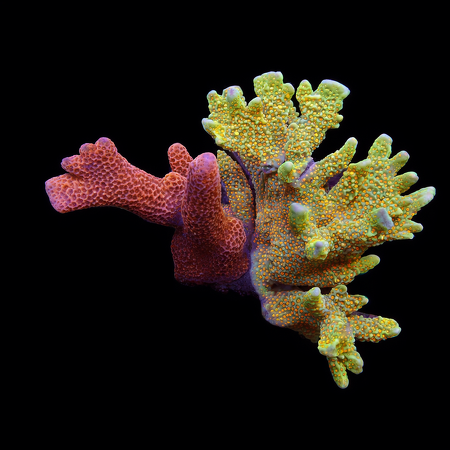 Montipora mix L (Ong. 8-9 cm) WYSIWYG (1778574432025)