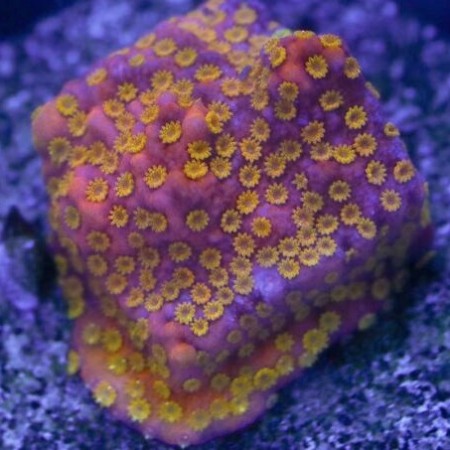 Montipora Pokerstar