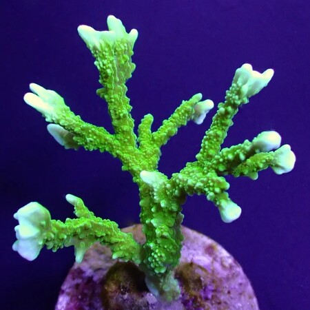Montipora stellata Ultra Green