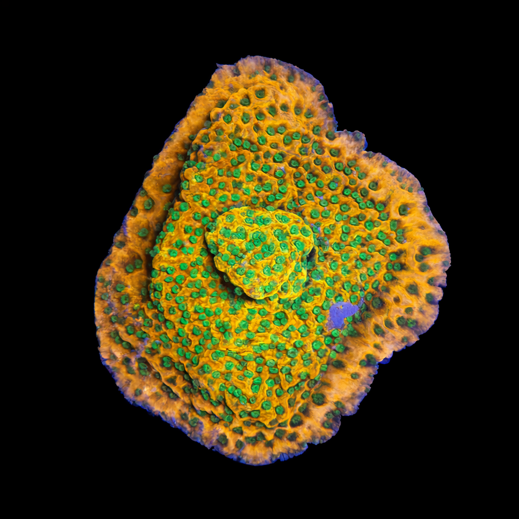 Montipora Sunset Frag (Ong. 2-3 cm) WYSIWYG (1784405457201)