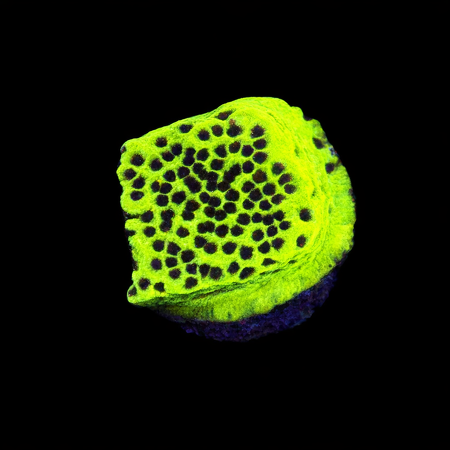 Montipora Ultra Yellow / Special Frag (Ong. 2-3 cm) WYSIWYG (1772913435649)