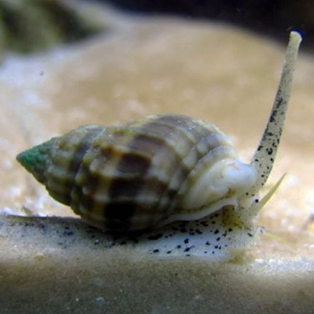 Nassarius Vibex - Sand Snail