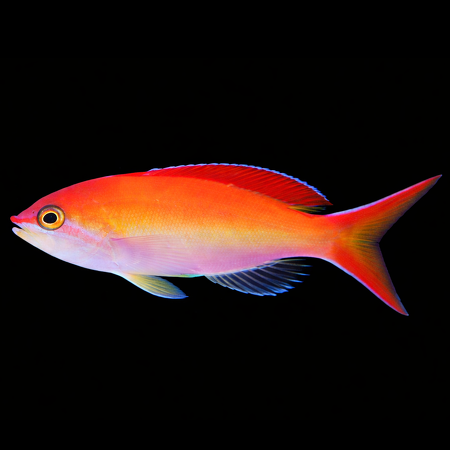 Nemanthias ignitus (Ignitus Anthias)