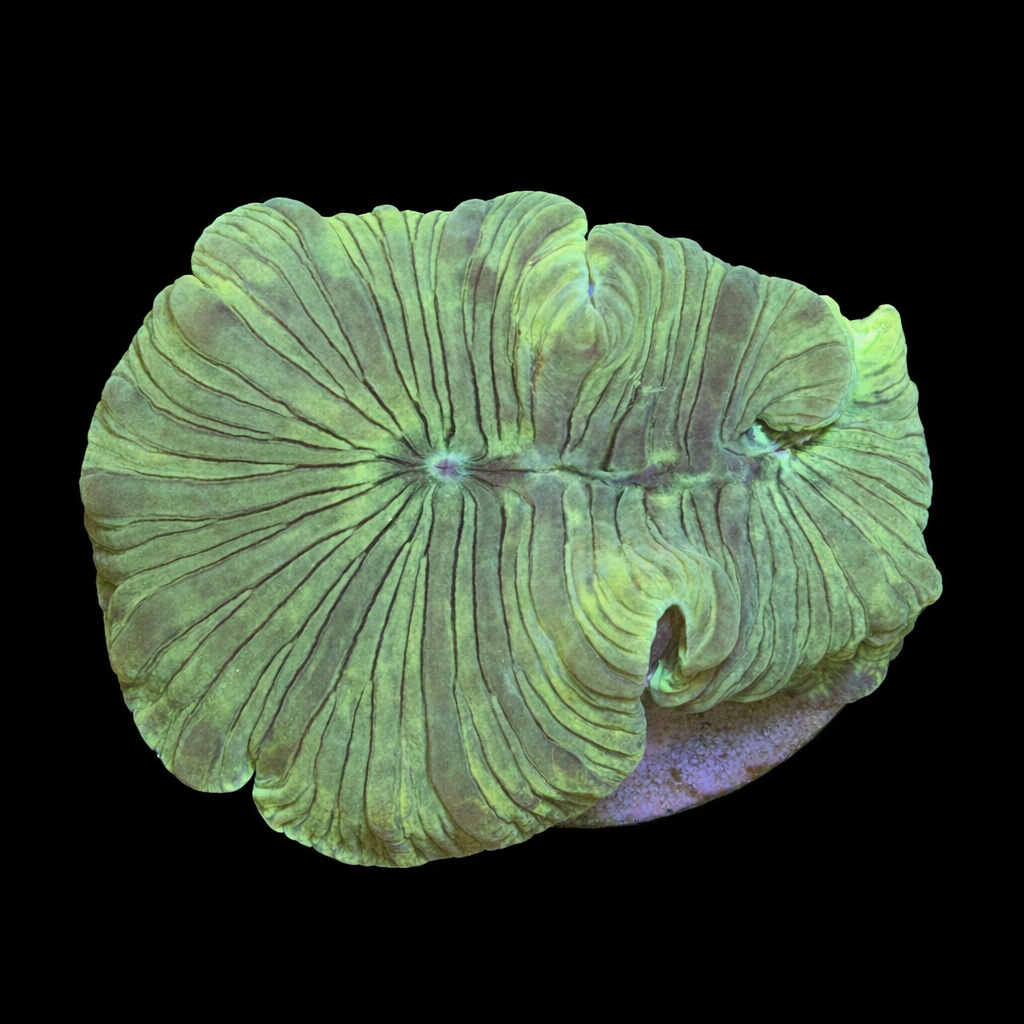 Nemenzophyllia Turbida (Fox Coral) S (Ong. 4-5 cm) WYSIWYG (1772108234734)