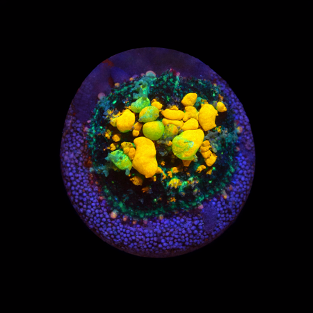 OG Bounce Mushroom Frag (Ong. 2-3 cm) WYSIWYG (1774289508371)