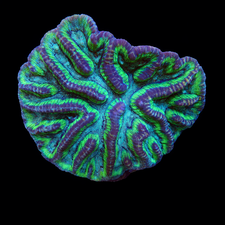 Oiulphyllia L (Ong. 8-9 cm) WYSIWYG (1775972647690)