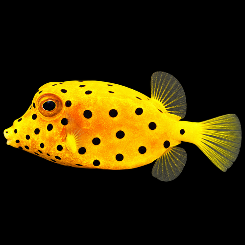 Ostracion cubicus (gele koffer- of boxvis)