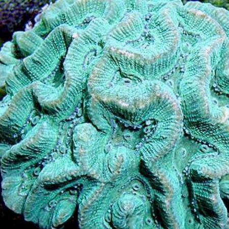 Oulophyllia S (Ong. 10 cm)