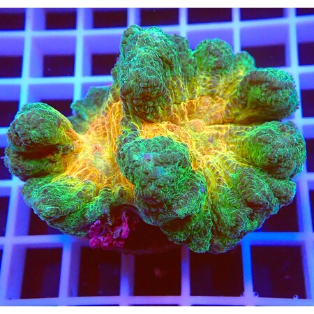 Pectinia Rainbow WYSIWYG (1766178228743)