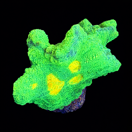 Pectinia Space Invaders Frag (Ong. 2-3 cm) WYSIWYG (1773438936133)