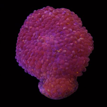 Physogyra lichtensteini M (Ong. 6-7 cm) WYSIWYG (1776004166734)