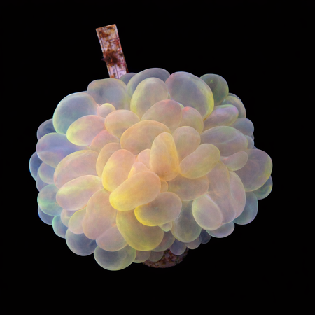 Plerogyra sinuosa M (Ong. 6-7 cm) WYSIWYG (1776004196026)