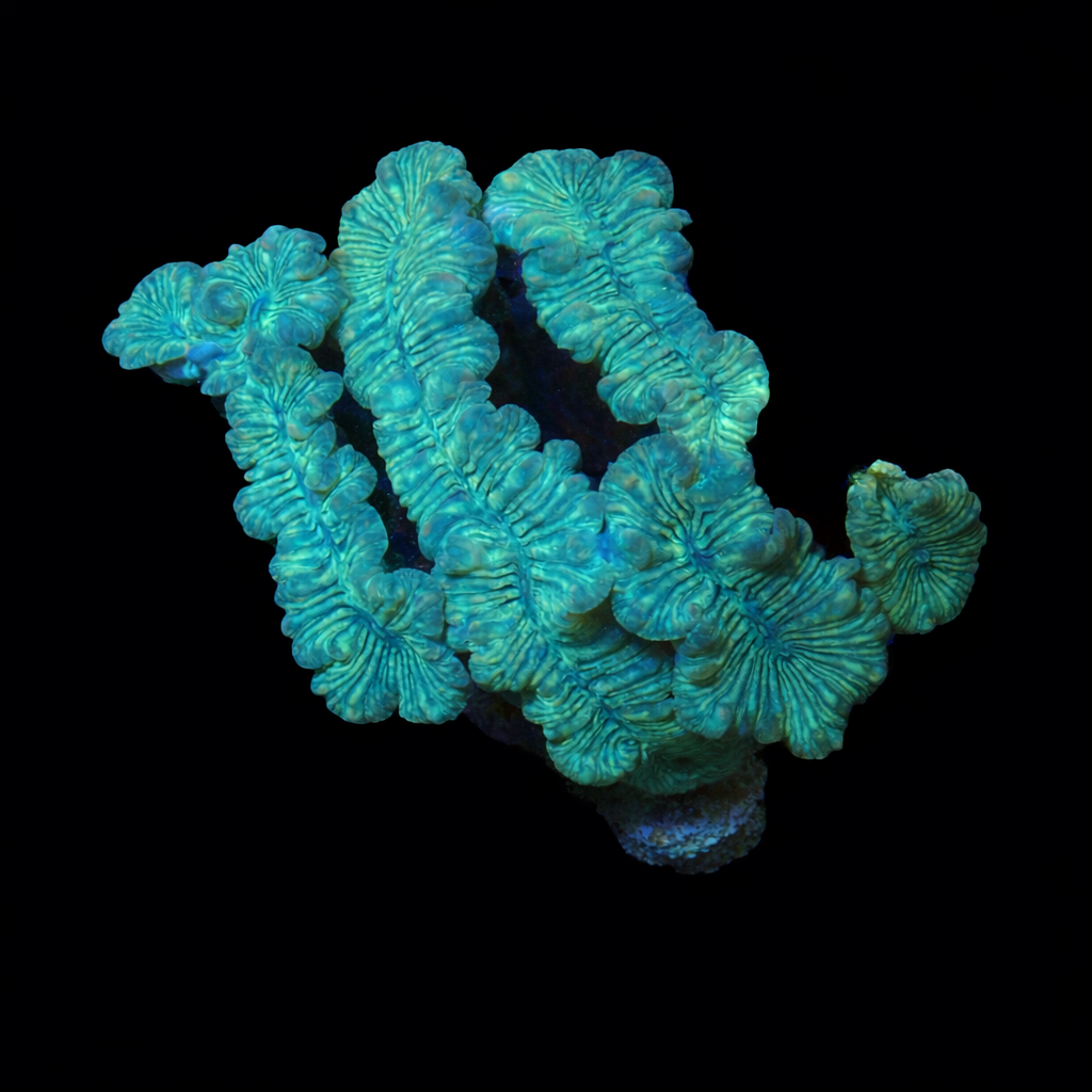 Plerogyra Turbida XL (Ong. 10-12 cm) WYSIWYG (1779735837550)