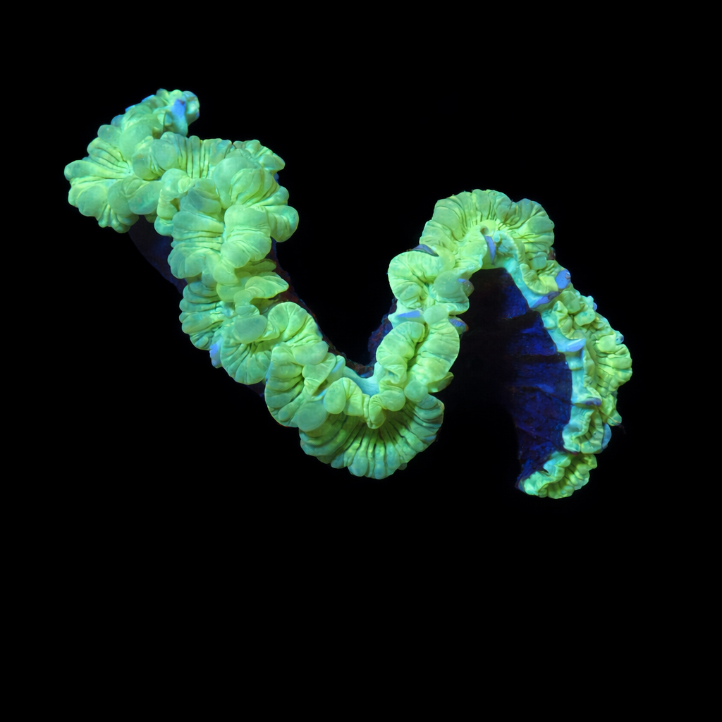 Plerogyra Turbida XL (Ong. 10-12 cm) WYSIWYG (1779735840963)