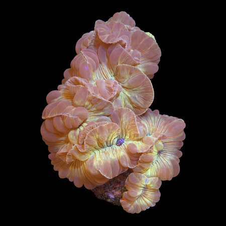 Plerogyra Turbida XL (Ong. 10-12 cm) WYSIWYG (1783885206684)