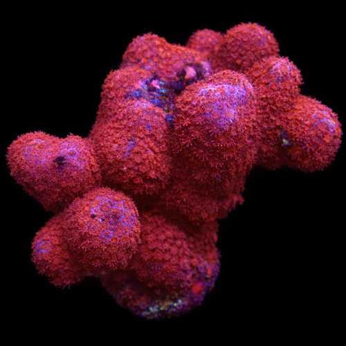 Porites Bordeaux M (Ong. 6-7 cm) WYSIWYG (1771140459732)