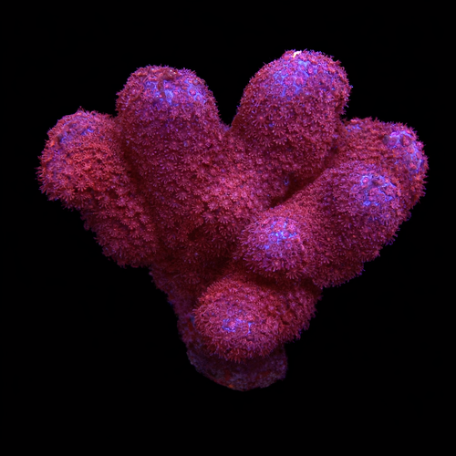 Porites Bordeaux M (Ong. 6-7 cm) WYSIWYG (1771140518769)