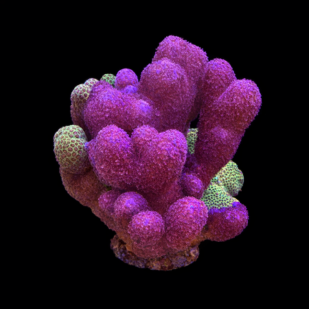 Porites Bordeaux XL (Ong. 10-12 cm) WYSIWYG (1784810007042)