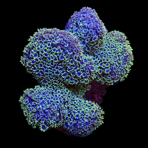 Porites Caribbean (Zeer zeldzaam) M (Ong. 6-7 cm) WYSIWYG (1771140014711)